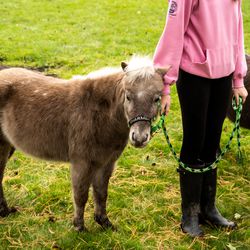 Charmer, a silver dapple appaloosa mare miniature horse, waits before heading out for a walk at SOUL Harbour Ranch in Barrington, Ill., Oct. 24, 2019.