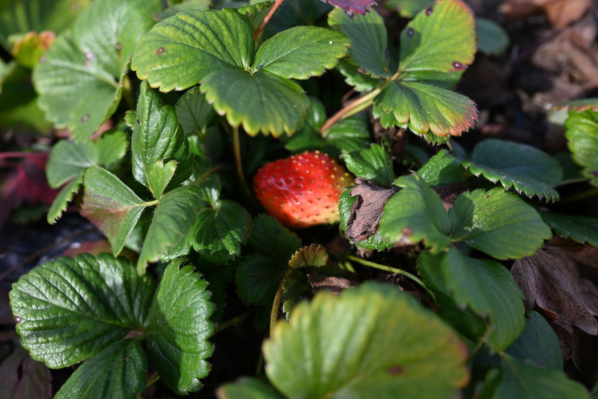 A strawberry grows on a plant.