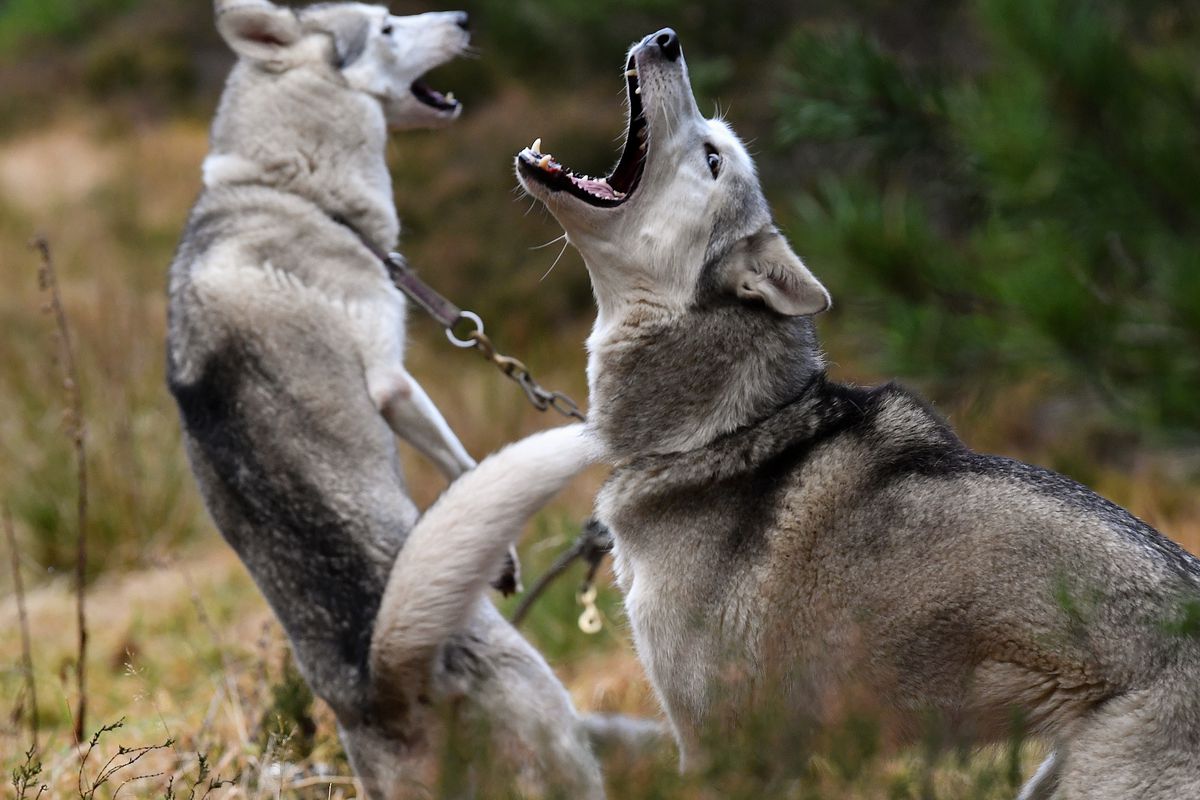 Dogs Prepare For The Siberian Husky Club of Great Britain 37th Aviemore Sled Dog Rally