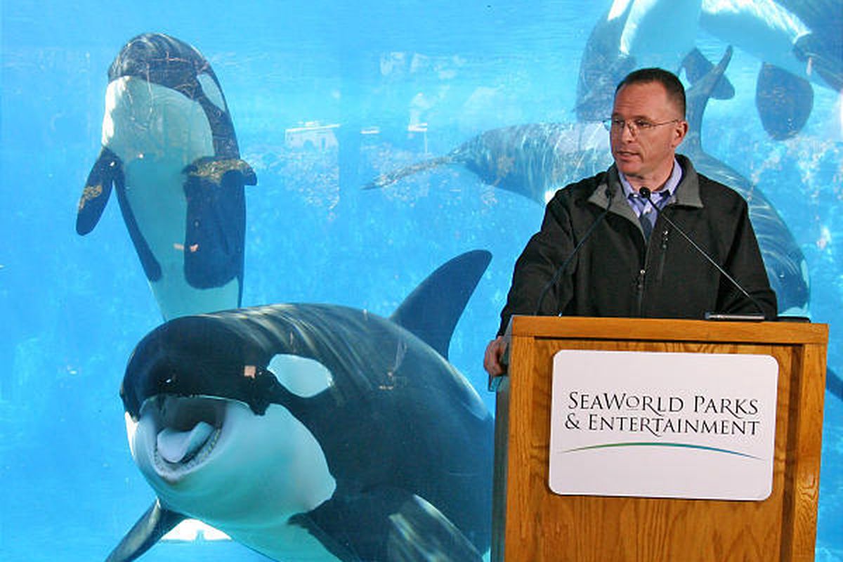 Jim Atchison, president and CEO of SeaWorld Parks & Entertainment, stands next to the killer whale underwater viewing area in Orlando, Fla., on Friday as he announces that the park will resume its killer whale shows this weekend. But Atchison said trainer