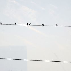 Birds sit on a power line as smog obscures the Salt Lake skyline on Wednesday, Dec. 27, 2017.
