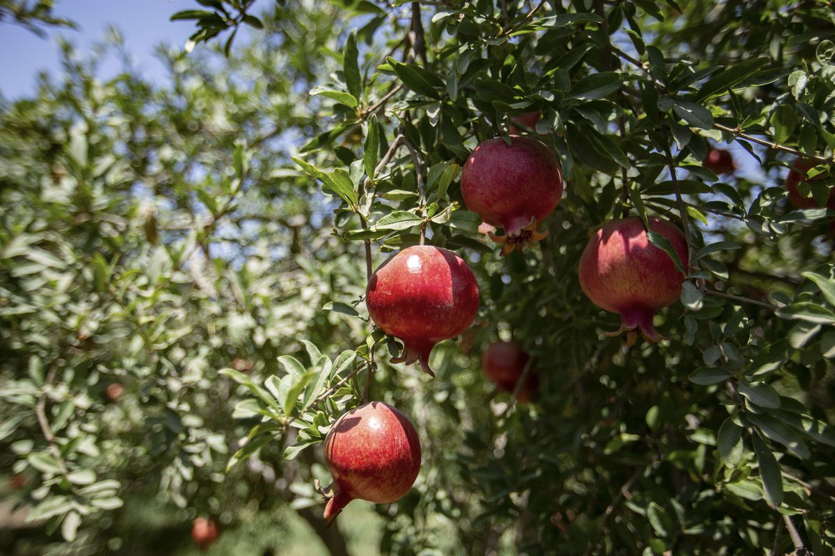 Pomegranate Fruit Harvest In Egypt