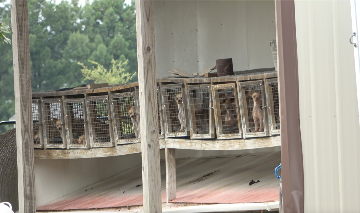 Dogs housed in a row of small cages.