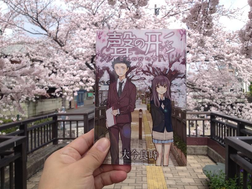 The cherry blossoms on the Midori-bashi, as seen in A Silent Voice