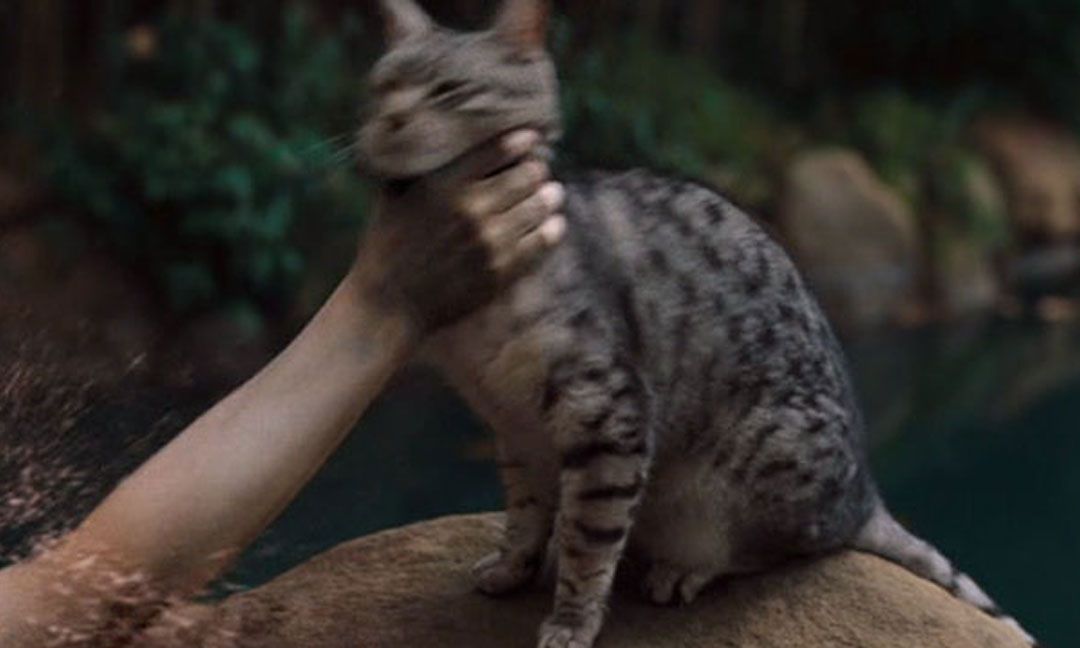 A grey spotted CG cat sitting on a rock is grabbed around the throat by a hand emerging from the water in a blurry action shot from the horror movie One Missed Call