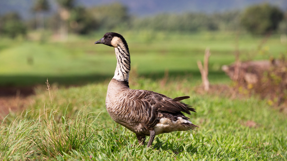 A white and brown bird  with a black head and beak stands in the grass.