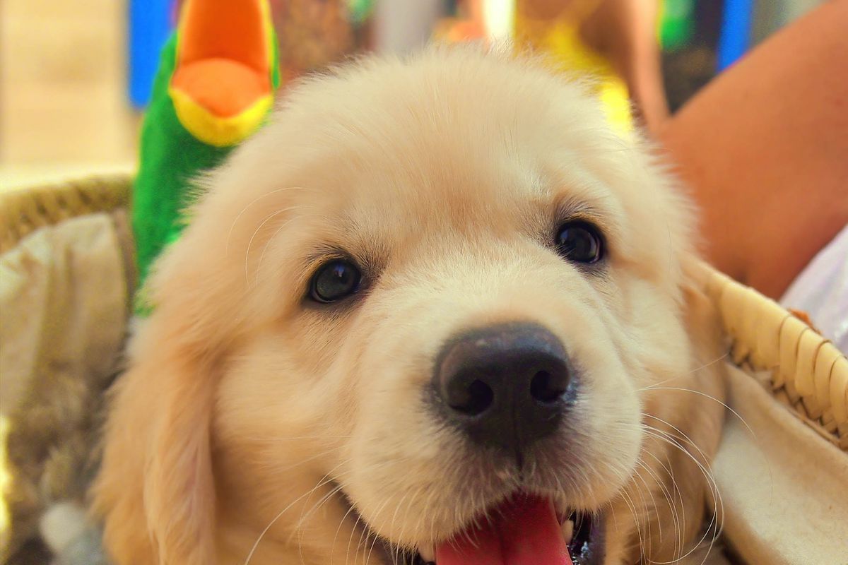 Portrait of a golden retriever puppy...