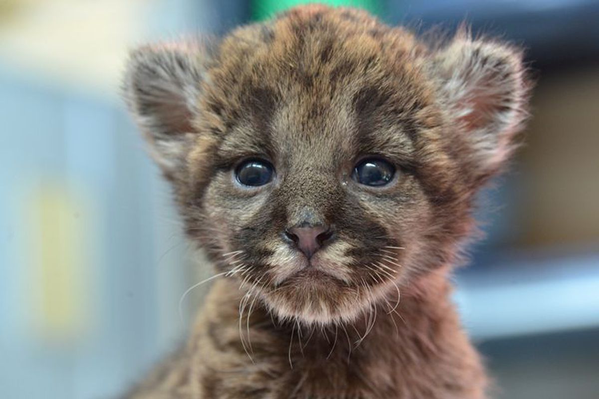 This is a Florida Panther cub. It's aggressively cute.