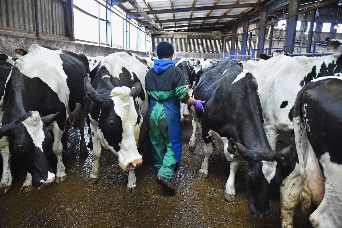 EU Referendum - Dairy Farming In Scotland