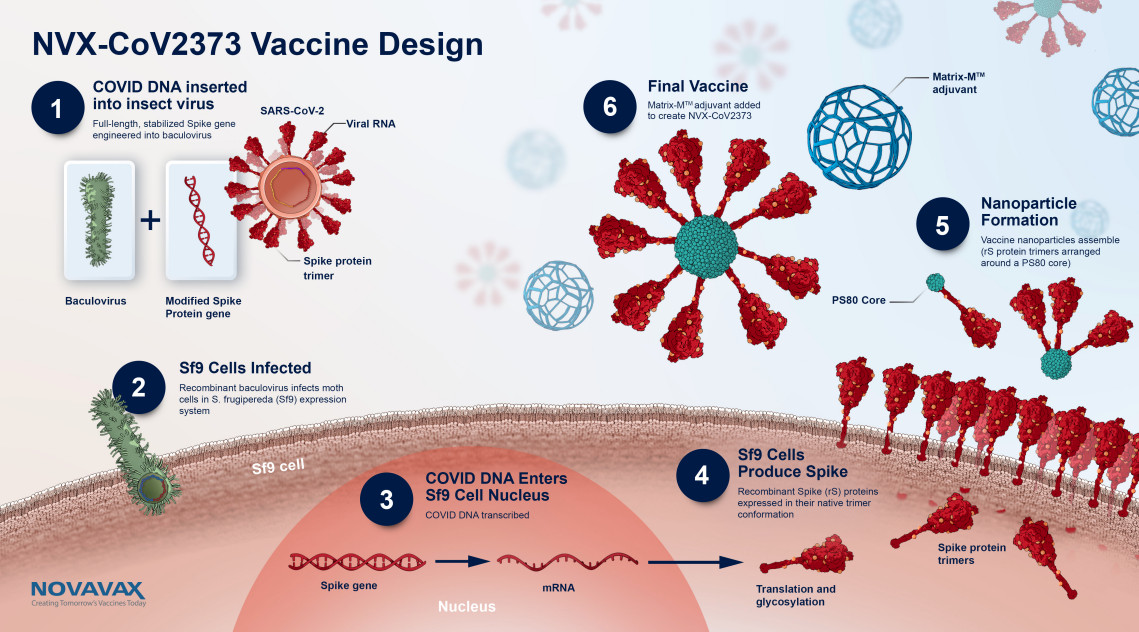 Diagram illustrating how Novavax produces its Covid-19 vaccine