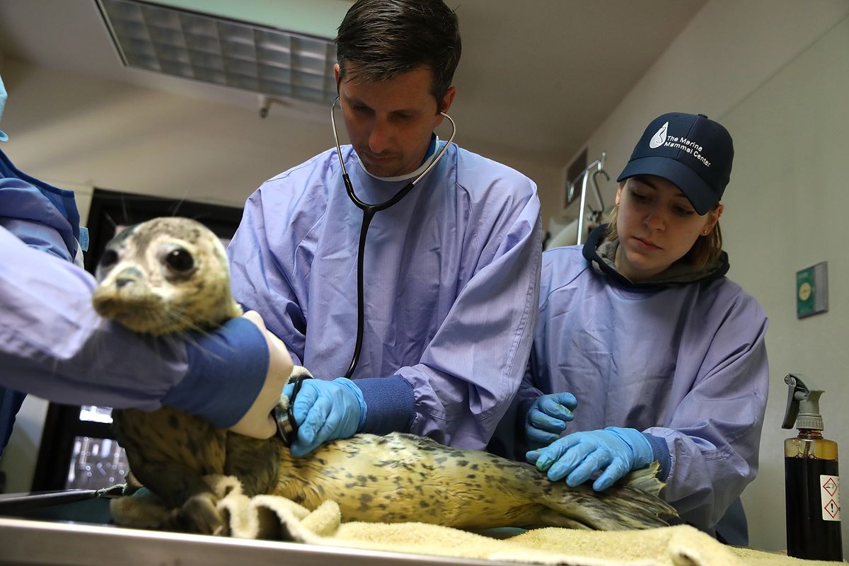 Orphaned Baby Elephant Seals Overwhelm Marine Mammal Center In California