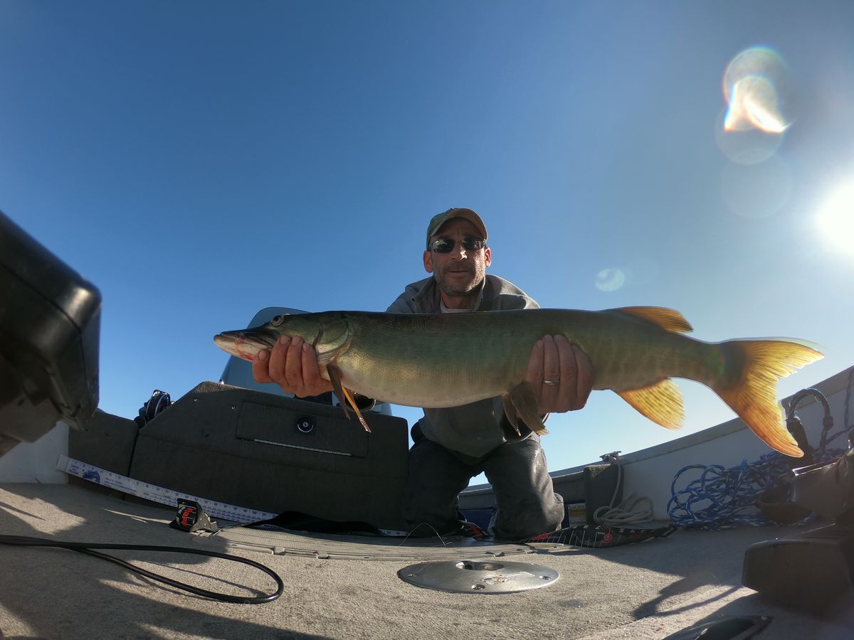 Northern Wisconsin muskie. Photo provided by Howard Bass