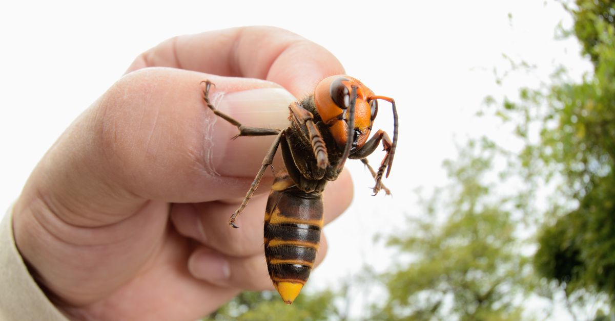 Asia's 'murder hornet' found in USA for first time