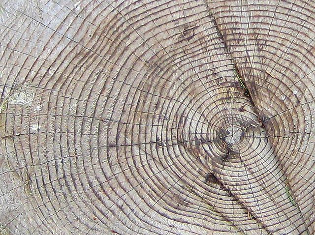 Evidence from tree rings hashelped historians study the paleoclimate