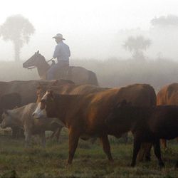 Eric Batey moves to a different pasture in the early morning fog at Deseret Ranches of Florida, Wednesday, May 11, 2011. 