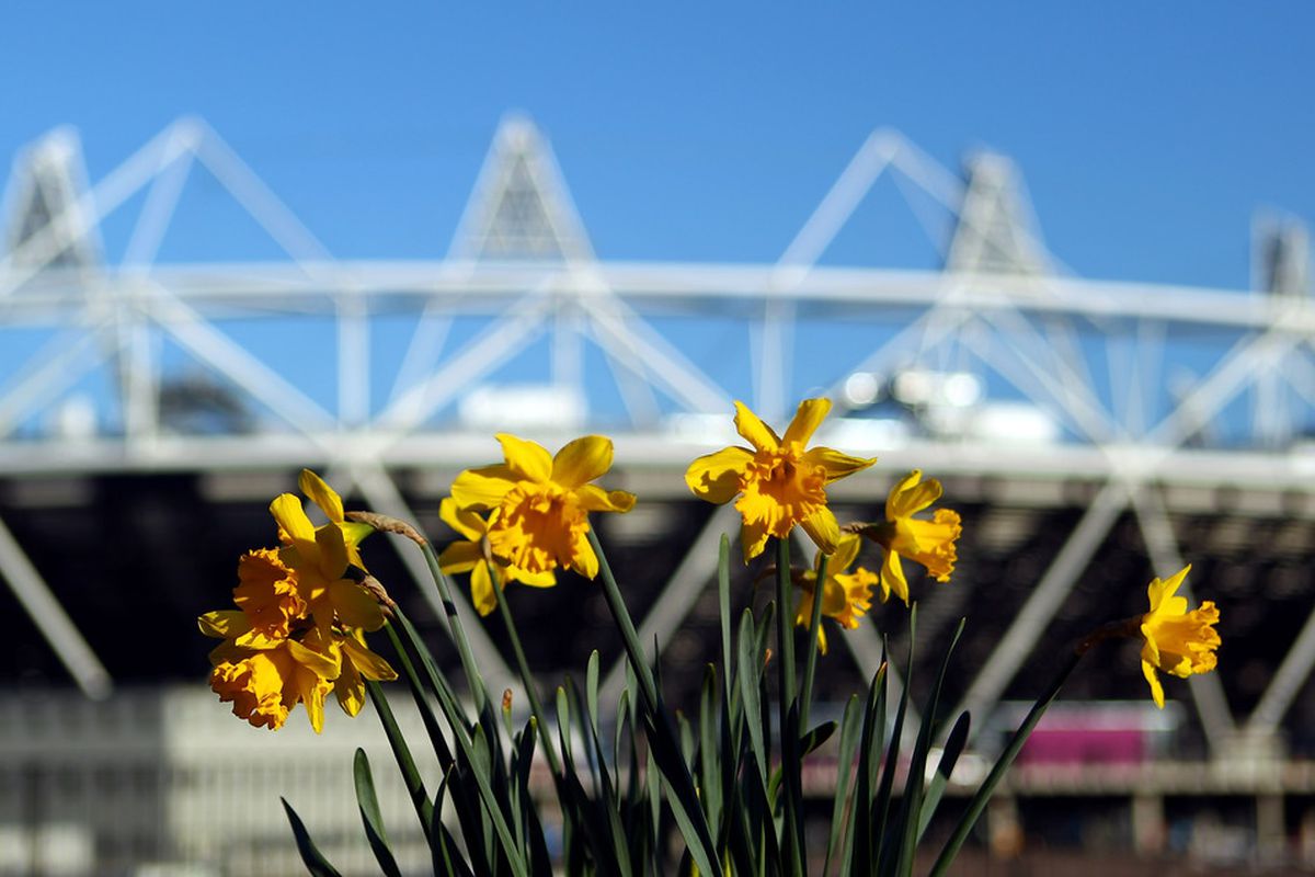 LONDON, ENGLAND - MARCH 19:  Daffodils are seen in front of the Olympic Stadium on March 19, 2012 in London, England.  (Photo by Julian Finney/Getty Images)
