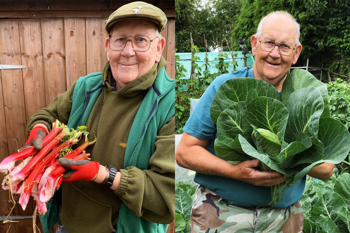 Diptych of a smiling older man holding large handfuls of fresh vegetables and fruits in his garden.
