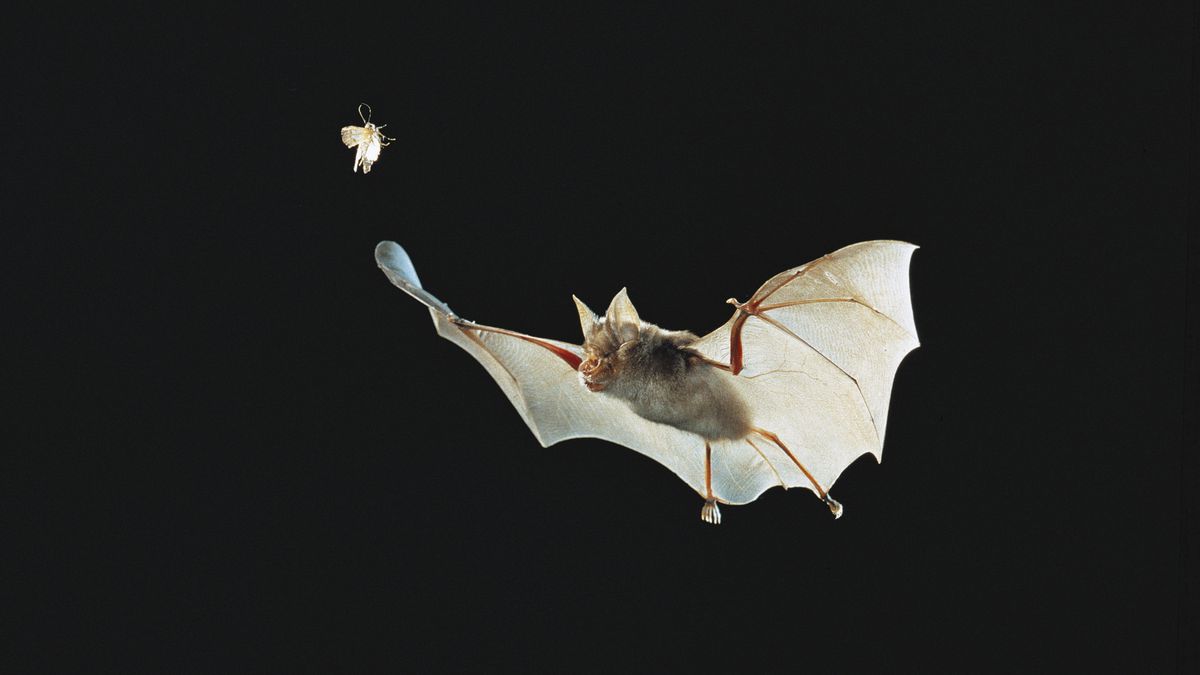 A Greater Horseshoe Bat flying in pursuit of an insect.