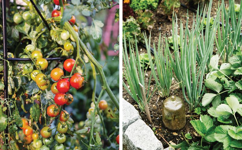 Summer 2021, Landscaping, vegetable and herb garden, cherry tomatoes, glass cloche