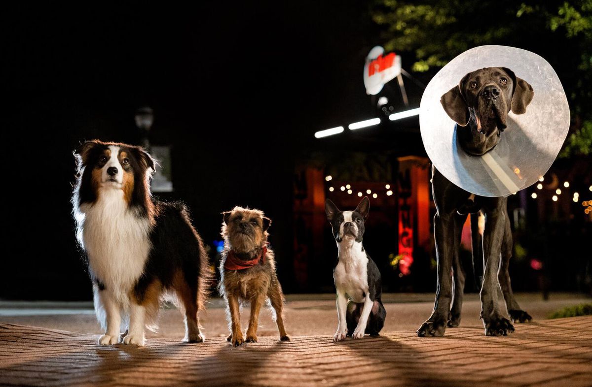 (L-R) Dogs Maggie (Isla Fisher), Reggie (Will Ferrell), Bug (Jamie Foxx), and Hunter (Randall Park) standing side-by-side in Strays.