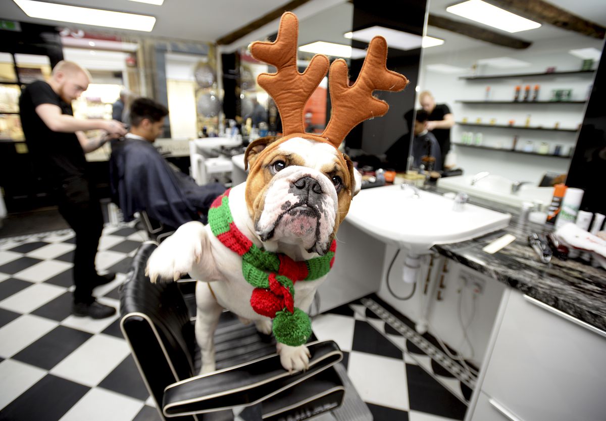 Bulldog Owned By Barber Simon Dann Works Alongside Simon At His Barbers Shop