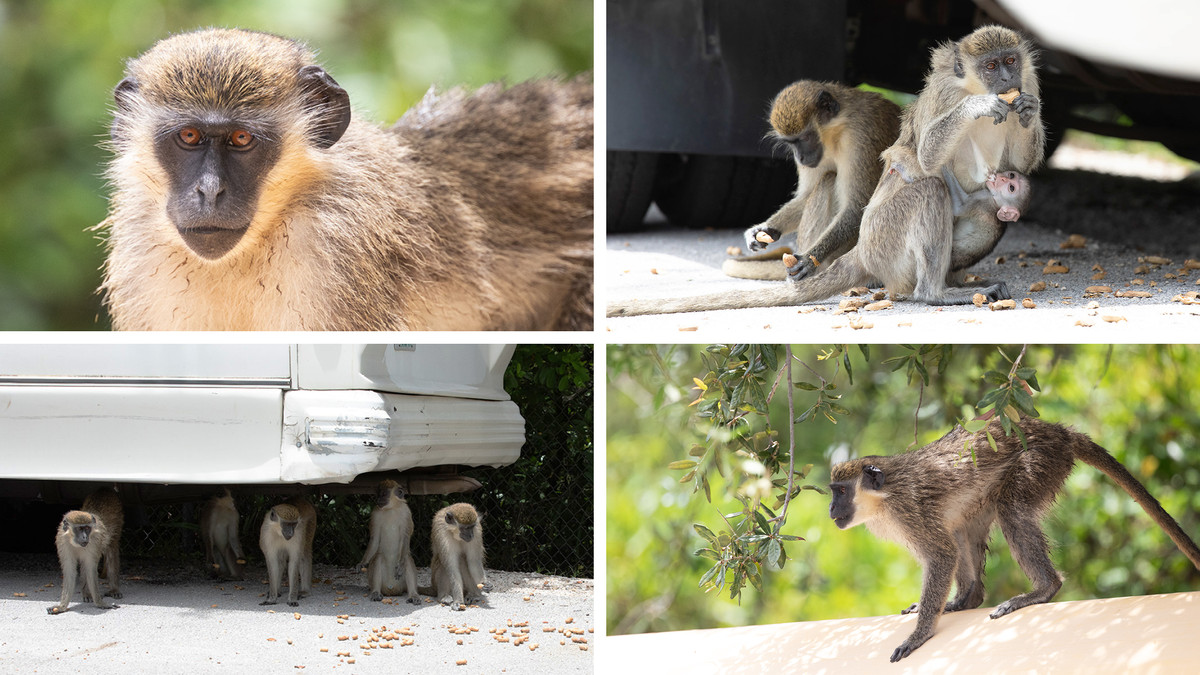 A group of vervet monkeys hang around a parking lot in Fort Lauderdale.