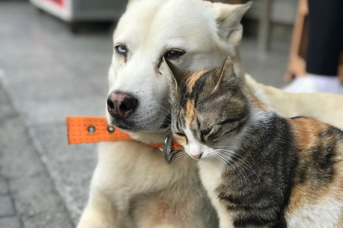 Friendship of a cat and a dog in Istanbul