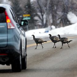 A motorist brakes for a rafter of wild turkeys as they cross the road in Huntsville on Thursday, Jan. 10, 2019.