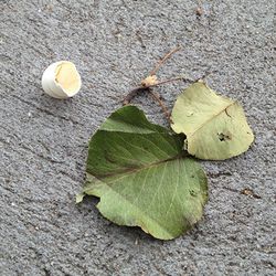 Good morning world! As I open my door, I saw this cracked eggshell lying on the ground. There’s a new bird in Brooklyn today and it’s a probably a sign of good things to come. 