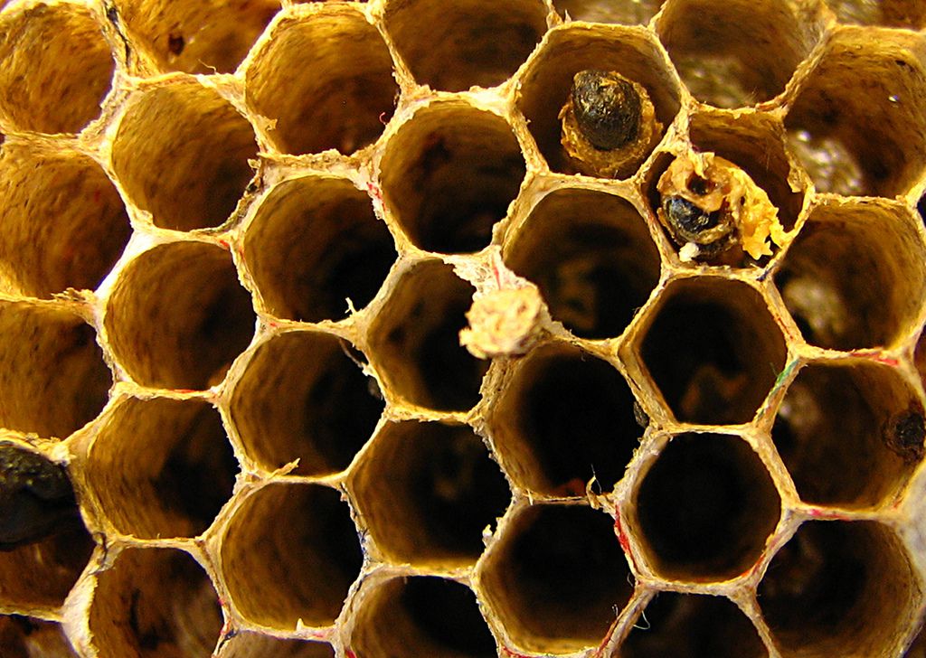Hive FLICKR