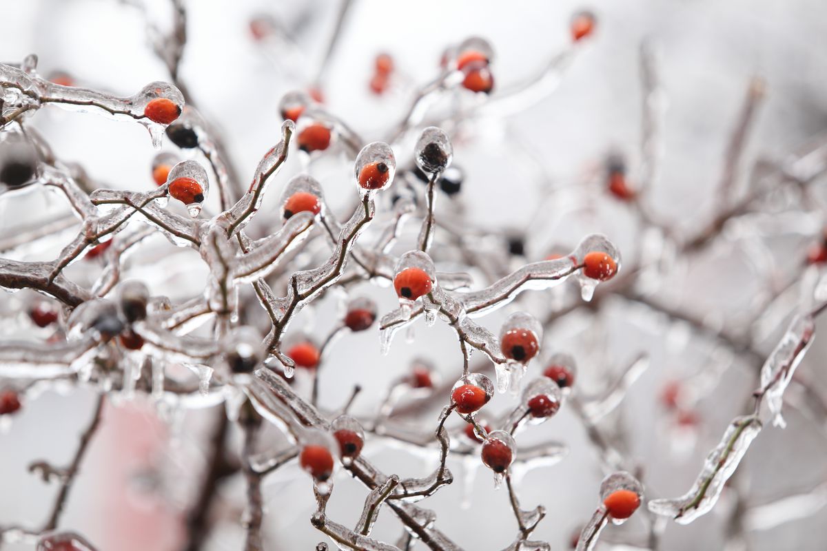 Chicago weather: Ice storm turns city into frozen sculpture - Curbed Chicago