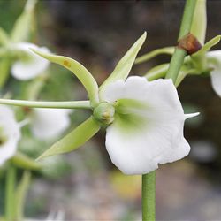 Angraecum eburneum is a fragrant orchid native to Madagascar. 