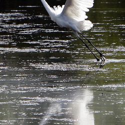 A great egret takes flight at Deseret Ranches of Florida, Tuesday, May 10, 2011. 