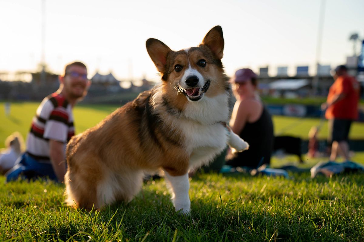 In the background, the grass berm in the outfield of a baseball park. People are seated, facing the camera and smiling, but out of focus. In the foreground, the thing that is making them smile: a corgi that appears to be prancing and smiling, with ears pointed straight up.