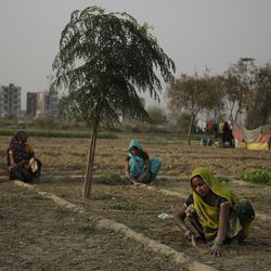 FILE- In this March 7, 2017 file photo, Indian women farmers work in their farm on the eve of International Women's Day on the outskirts of New Delhi, India. Researchers report a link between crop-damaging temperatures and suicide rates in India, where more than 130,000 farmers end their lives every year.