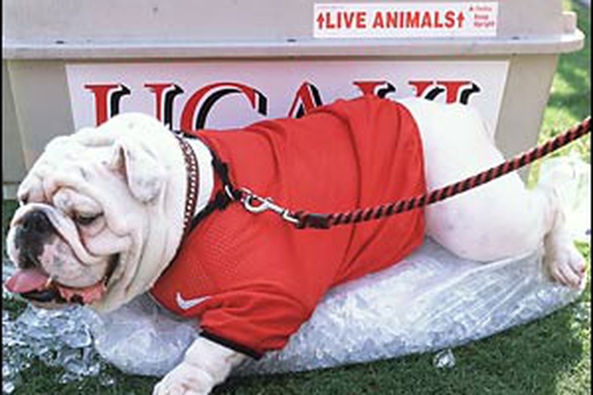A visual summary of UGA's Fulmer Cup resume to date: sleepy, present, and on ice. 