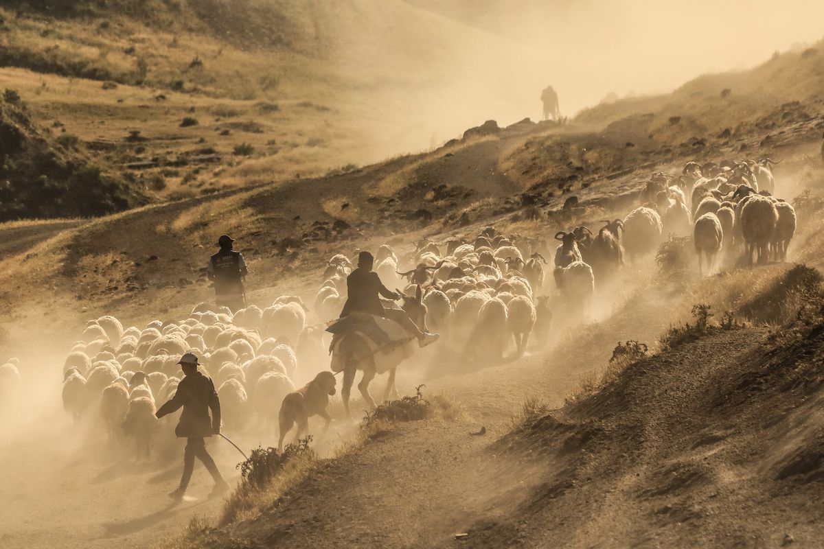 Dusty Journey of sheep herd into Mount Nemrut