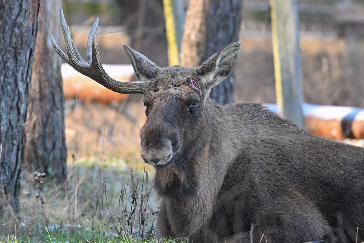 Schorfheide Game Park - Elk