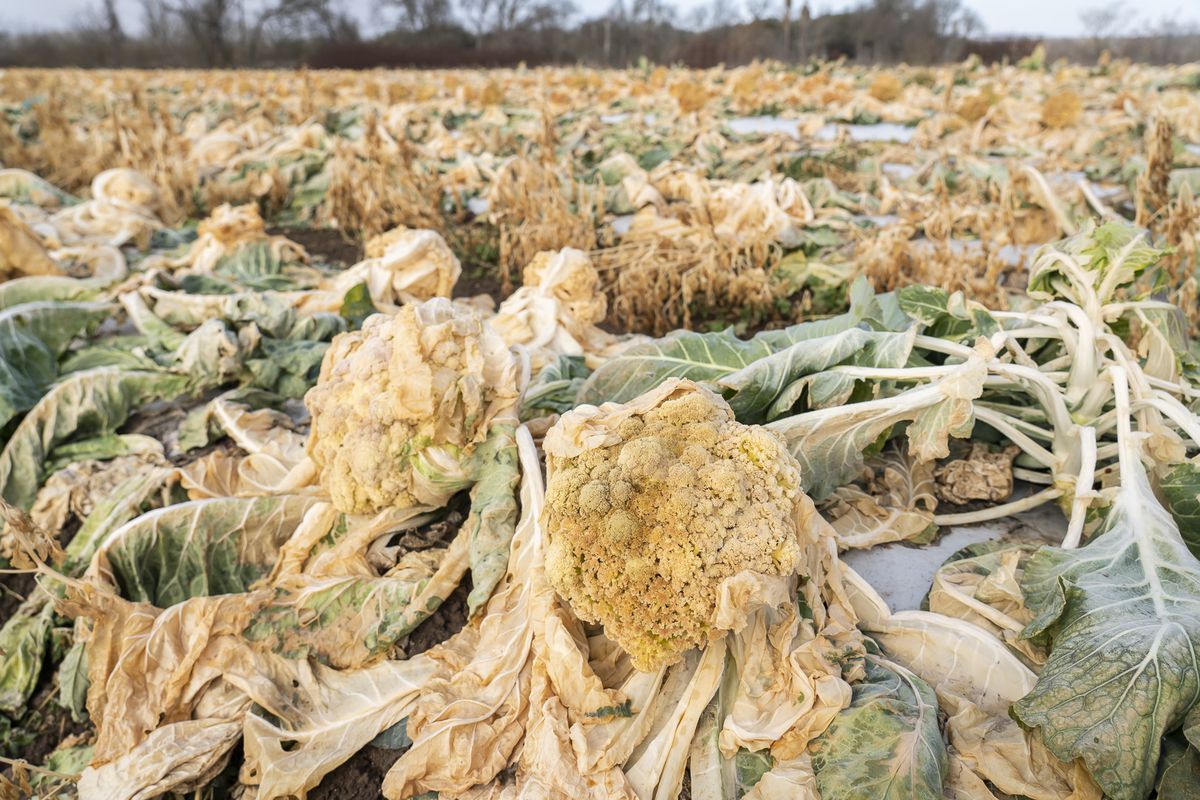 a field of extremely dead, wilted cauliflower
