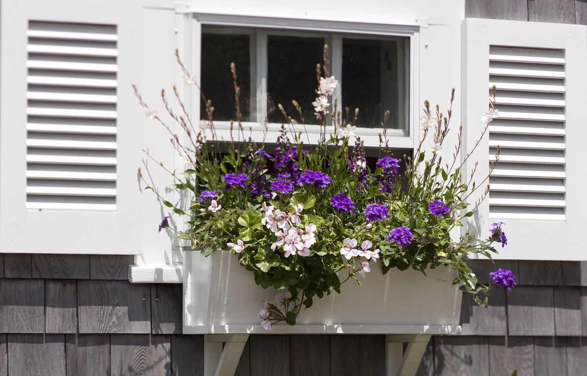 Window Planter Box: Ivy Geranium And Purple Verbena And Gaura