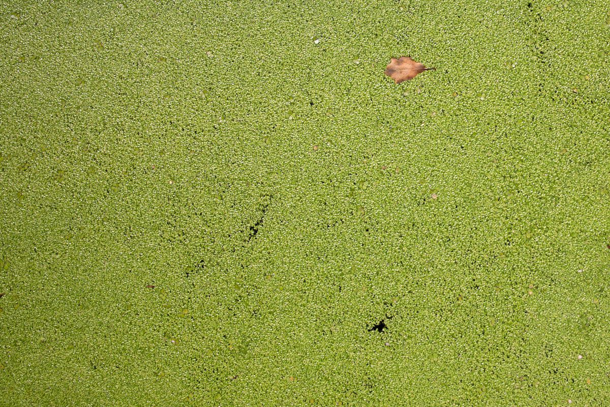 Duckweed in Prospect Park’s Lake, July 21, 2020.