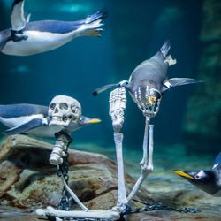 The Loveland Living Planet Aquarium will host its Haunted Aquarium Oct. 12-31.