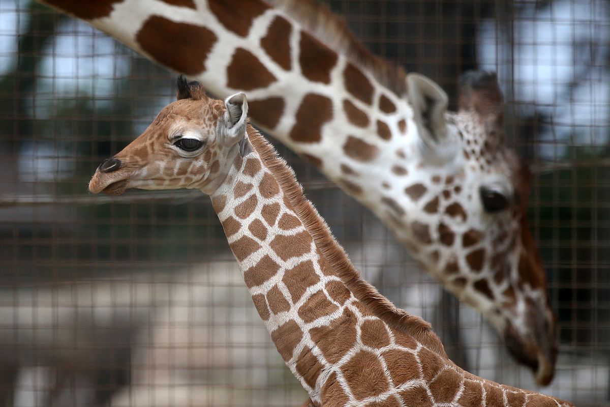 Baby Giraffe Born At San Francisco Zoo