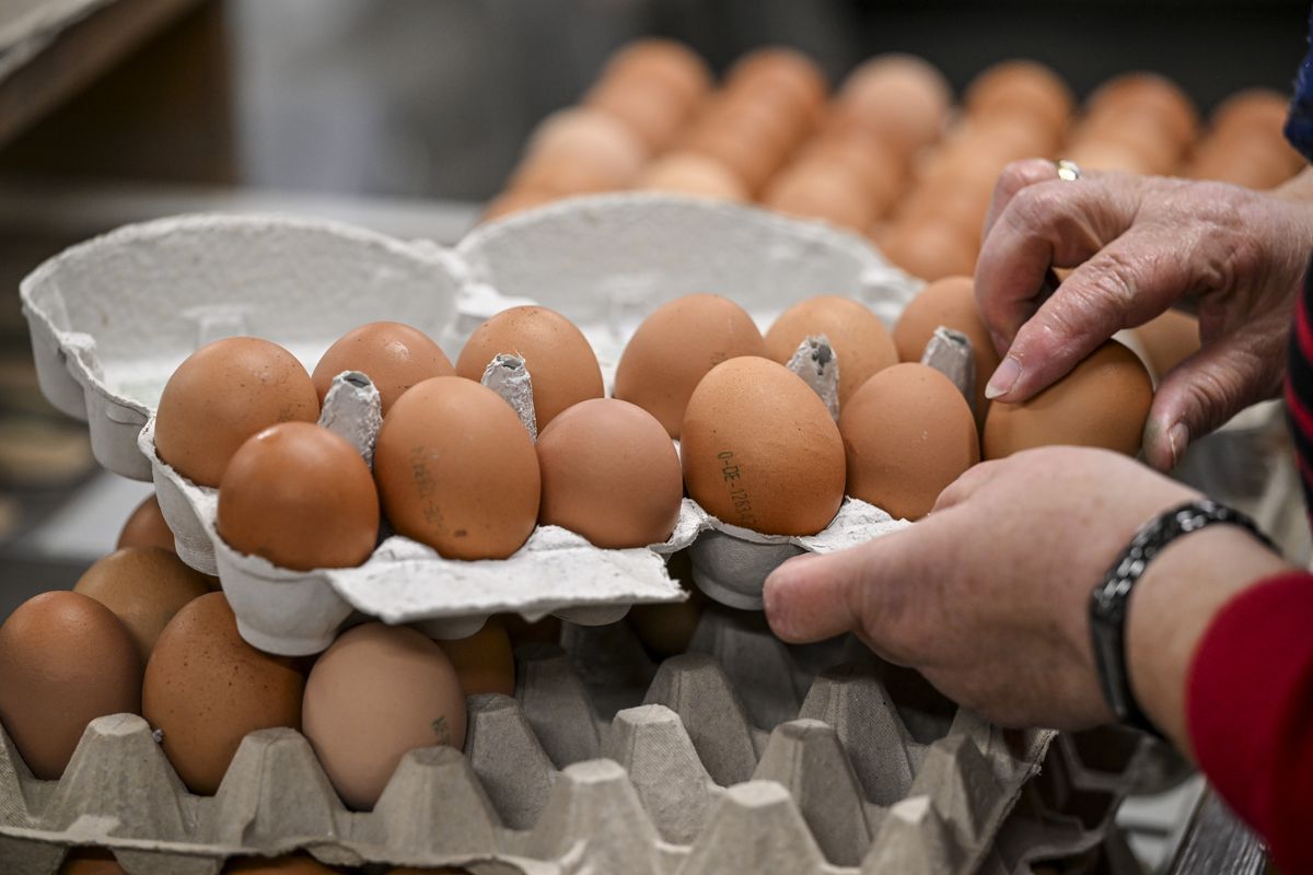Organic eggs from mobile chicken coops