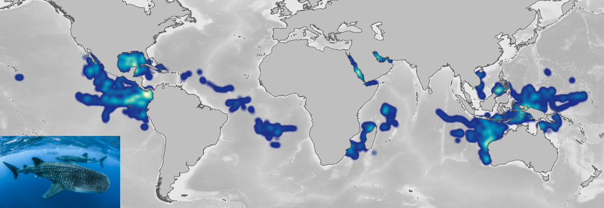 A map of the world showing where whale sharks are most populous.