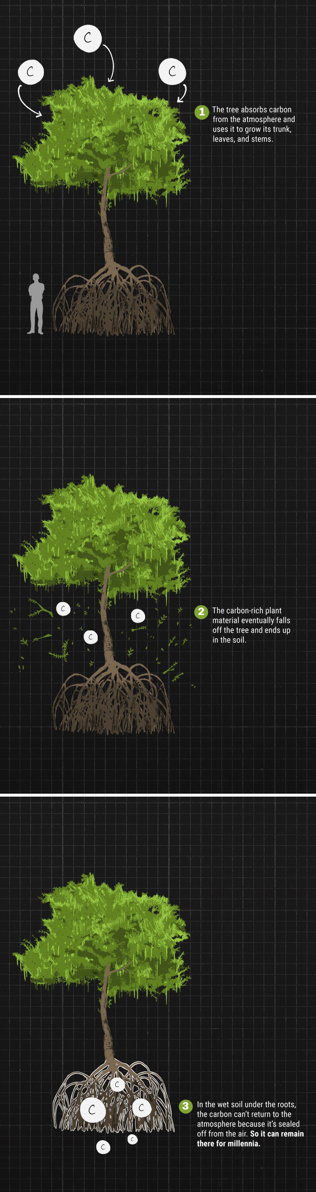 Graphic showing how the stilt mangrove absorbs carbon dioxide from the atmosphere. 