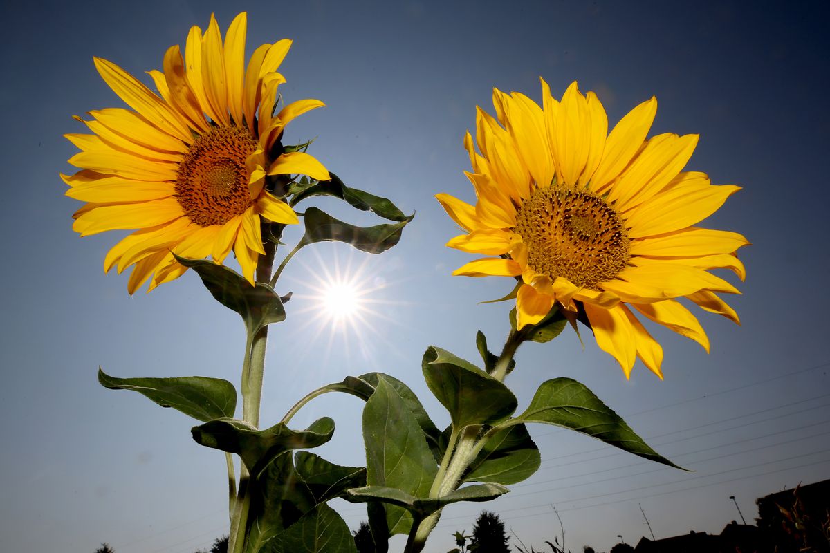 Sunflowers stand in the sun