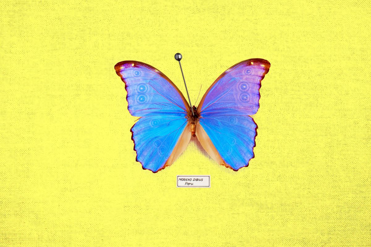Un spécimen de papillon bleu est épinglé sur un panneau jaune.  Une petite étiquette blanche sous le papillon indique Moreno Dibius Peru.