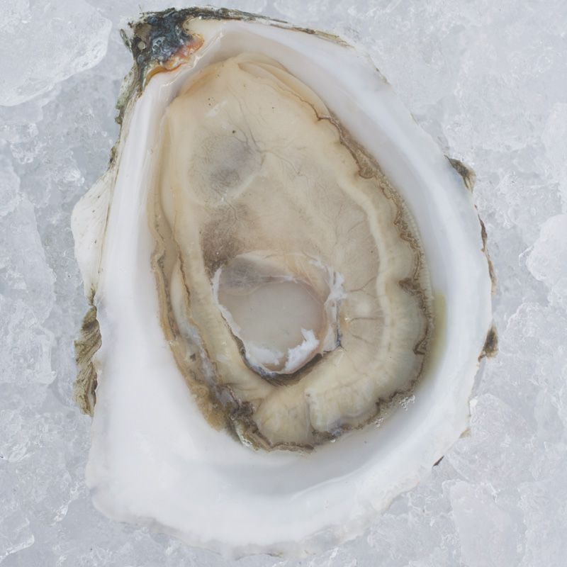 a row 34 oyster