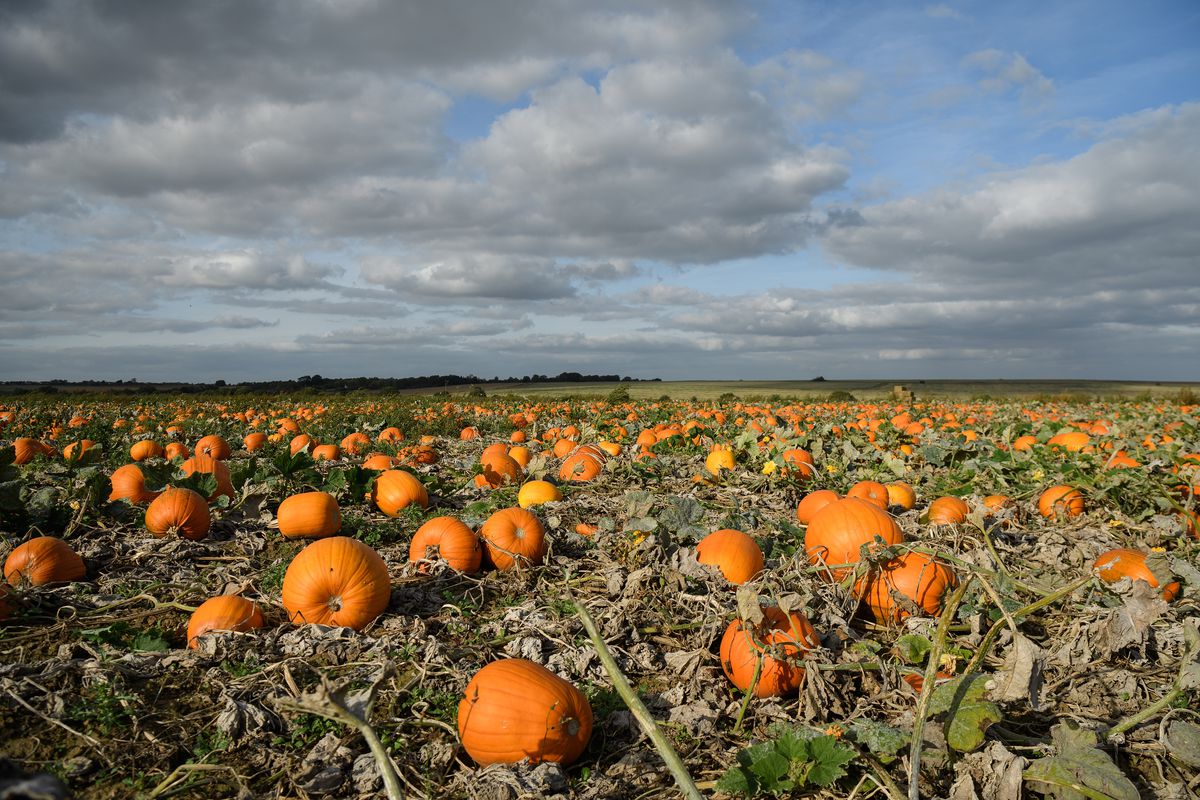Pumpkins Growing In Kent Fields Ahead Of Halloween